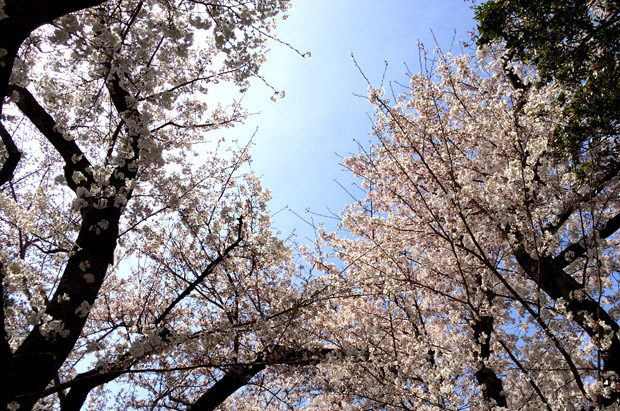 albumblog03