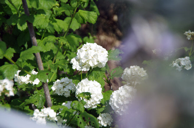 IMGP8078